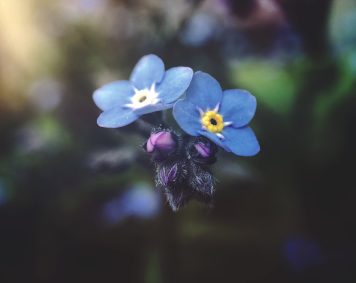 Blue petal flowers